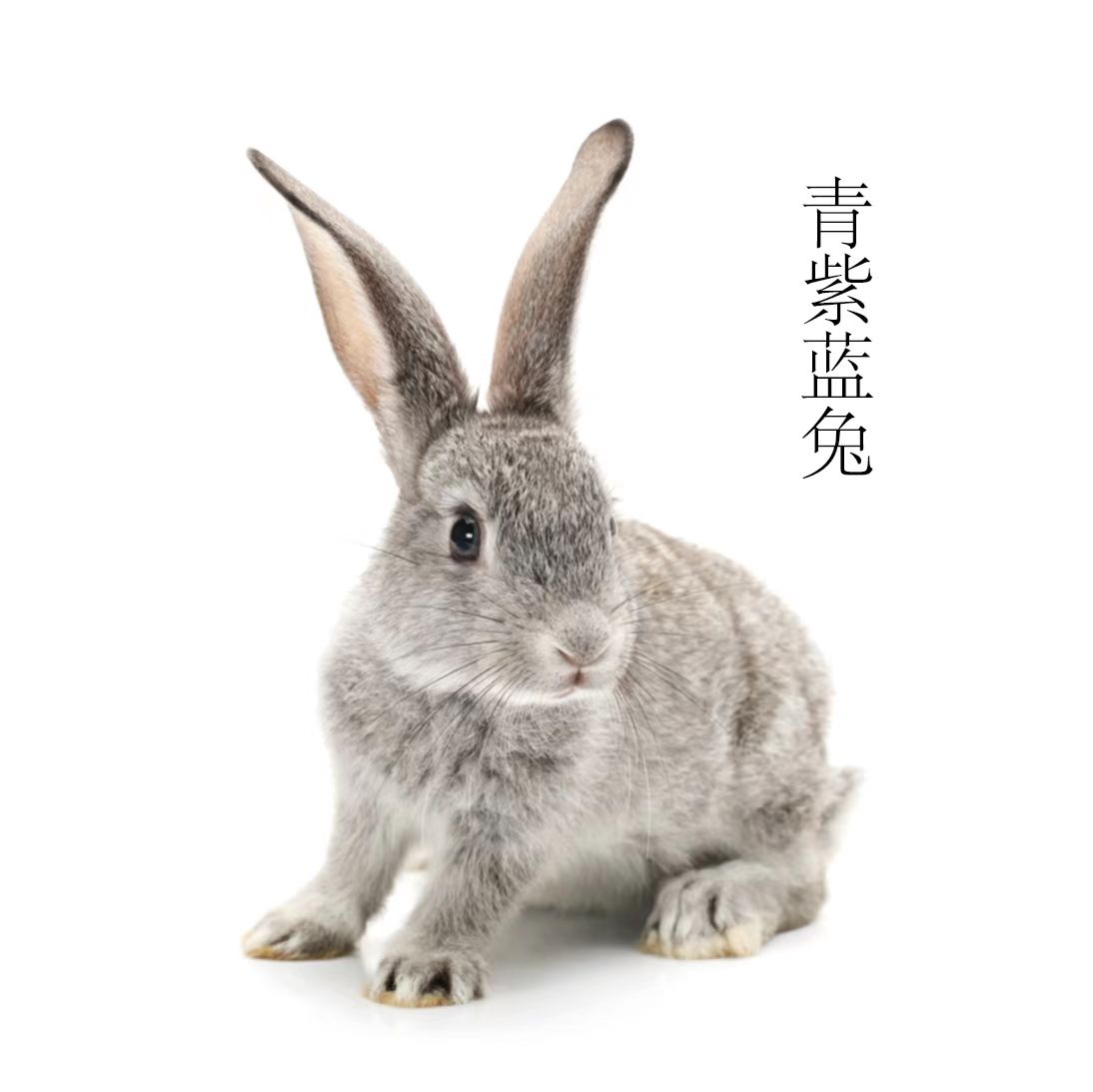 青紫藍(lán)兔