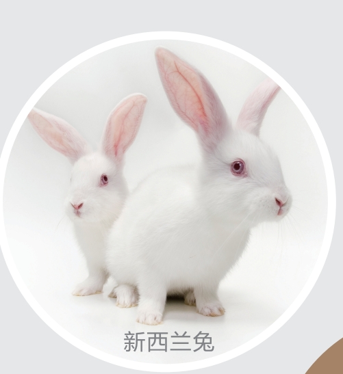 新西蘭大耳白兔